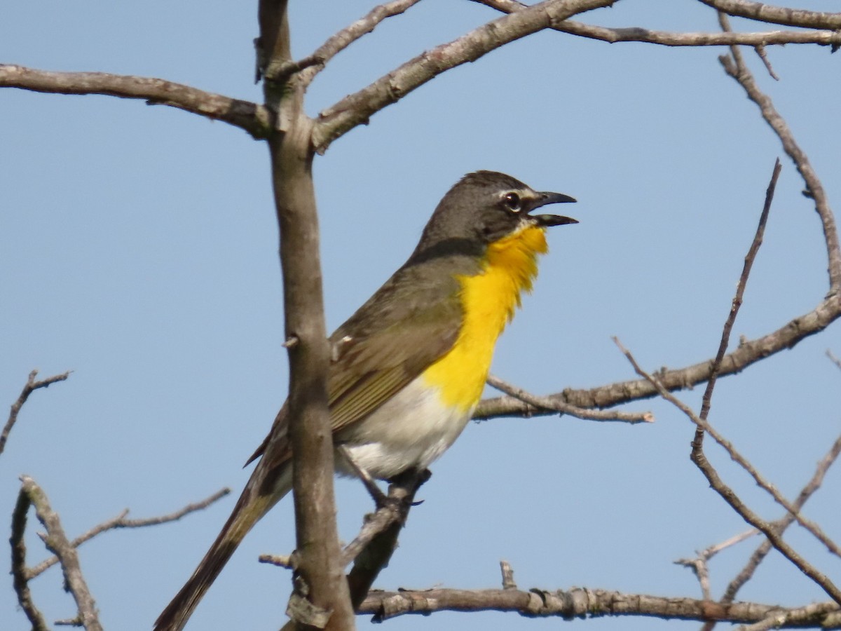 Yellow-breasted Chat - ML620993359