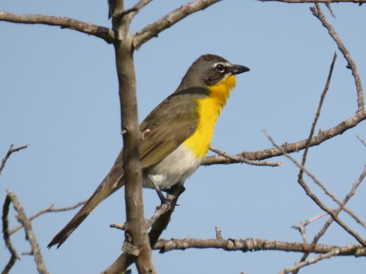 Yellow-breasted Chat - ML620993360