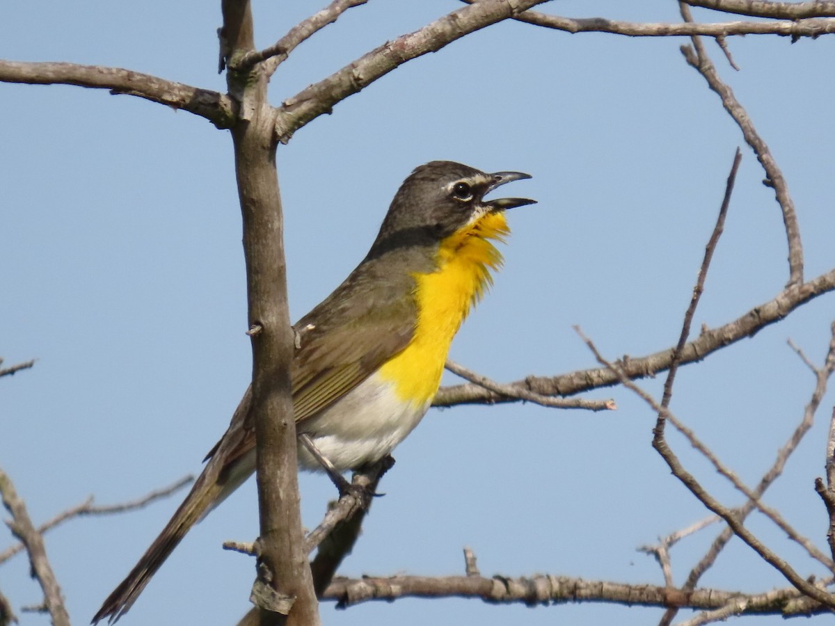 Yellow-breasted Chat - ML620993361