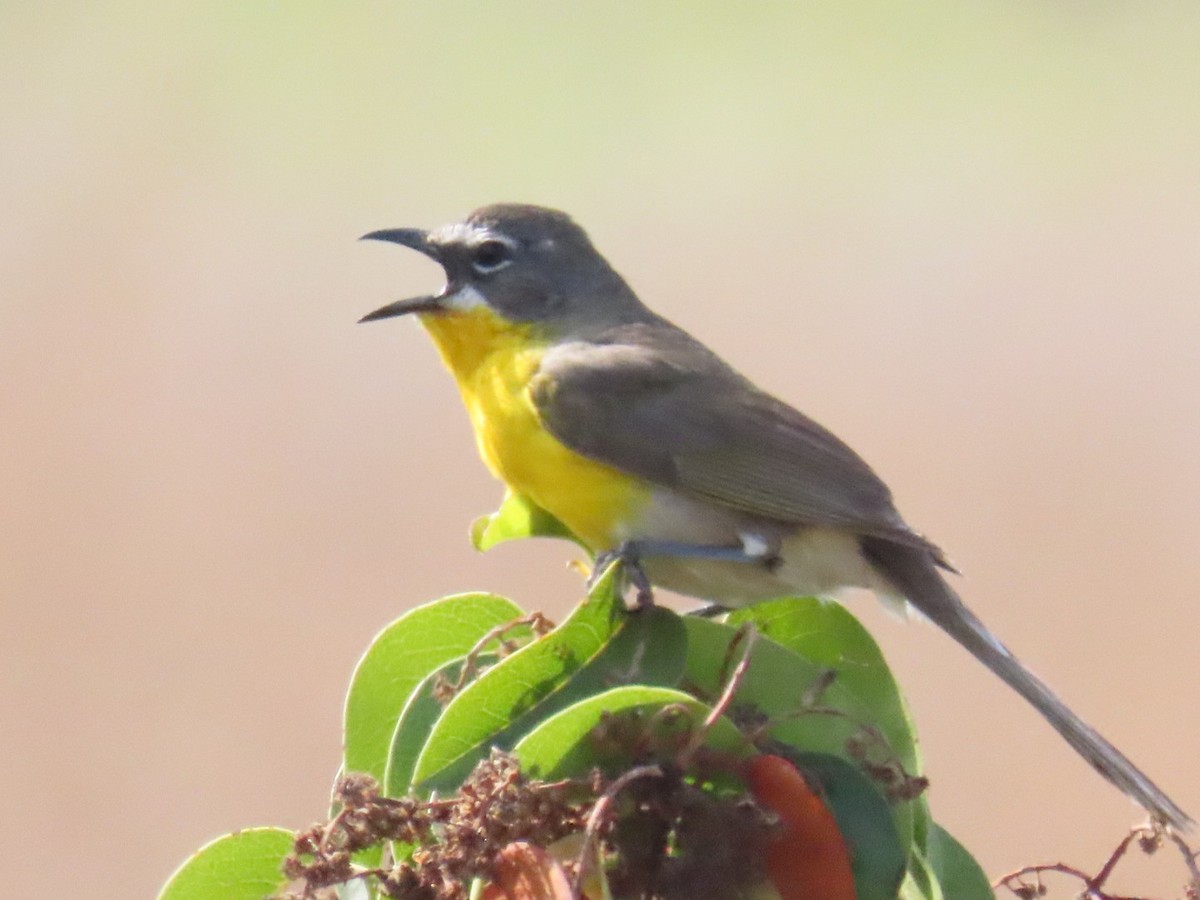 Yellow-breasted Chat - ML620993362