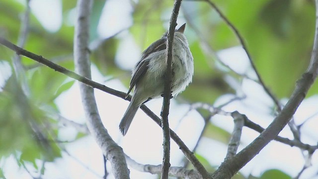 Moucherolle tchébec - ML620993364