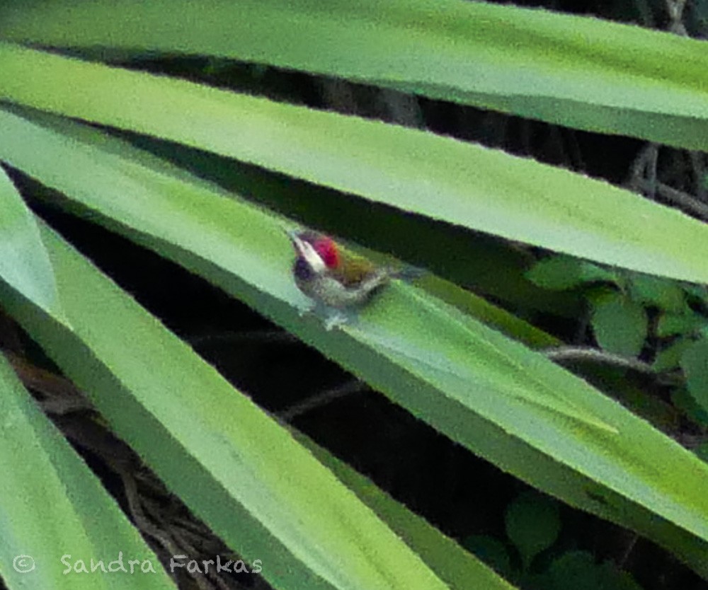 Black-necked Woodpecker - ML620993371
