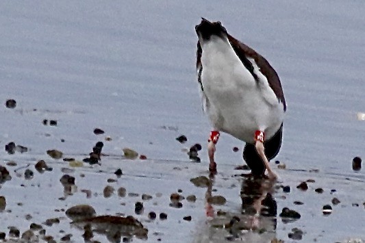 American Oystercatcher - ML620993407