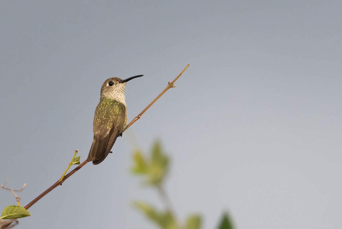 Spot-throated Hummingbird - ML620993423