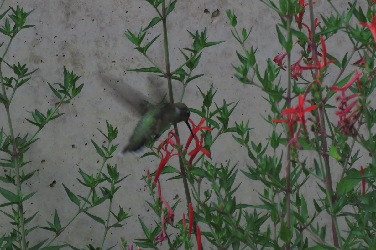 Black-chinned Hummingbird - Misty G