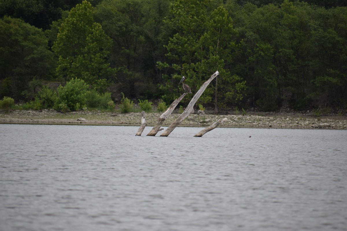 Brown Pelican - ML620993500
