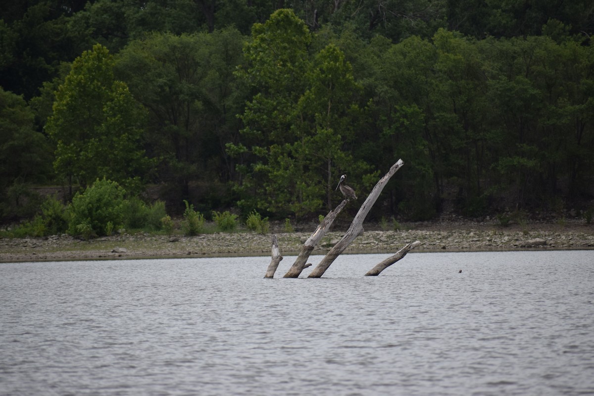 Brown Pelican - ML620993501
