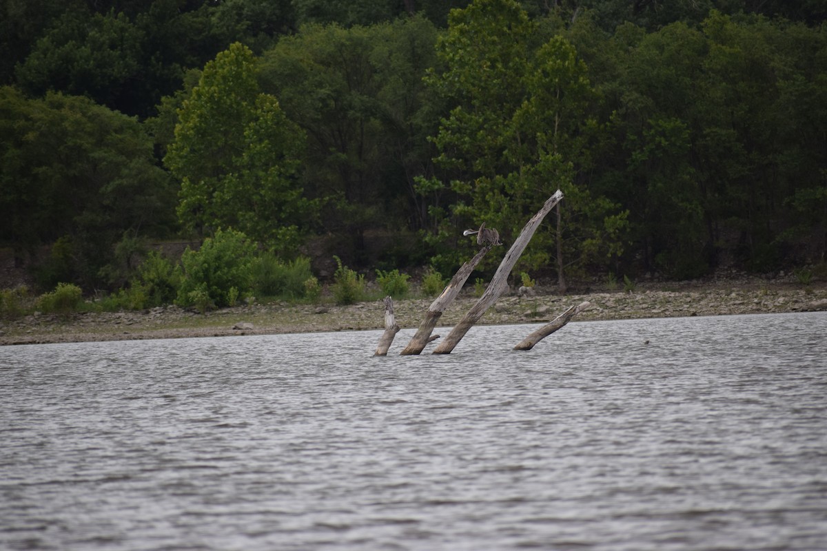 Brown Pelican - ML620993502