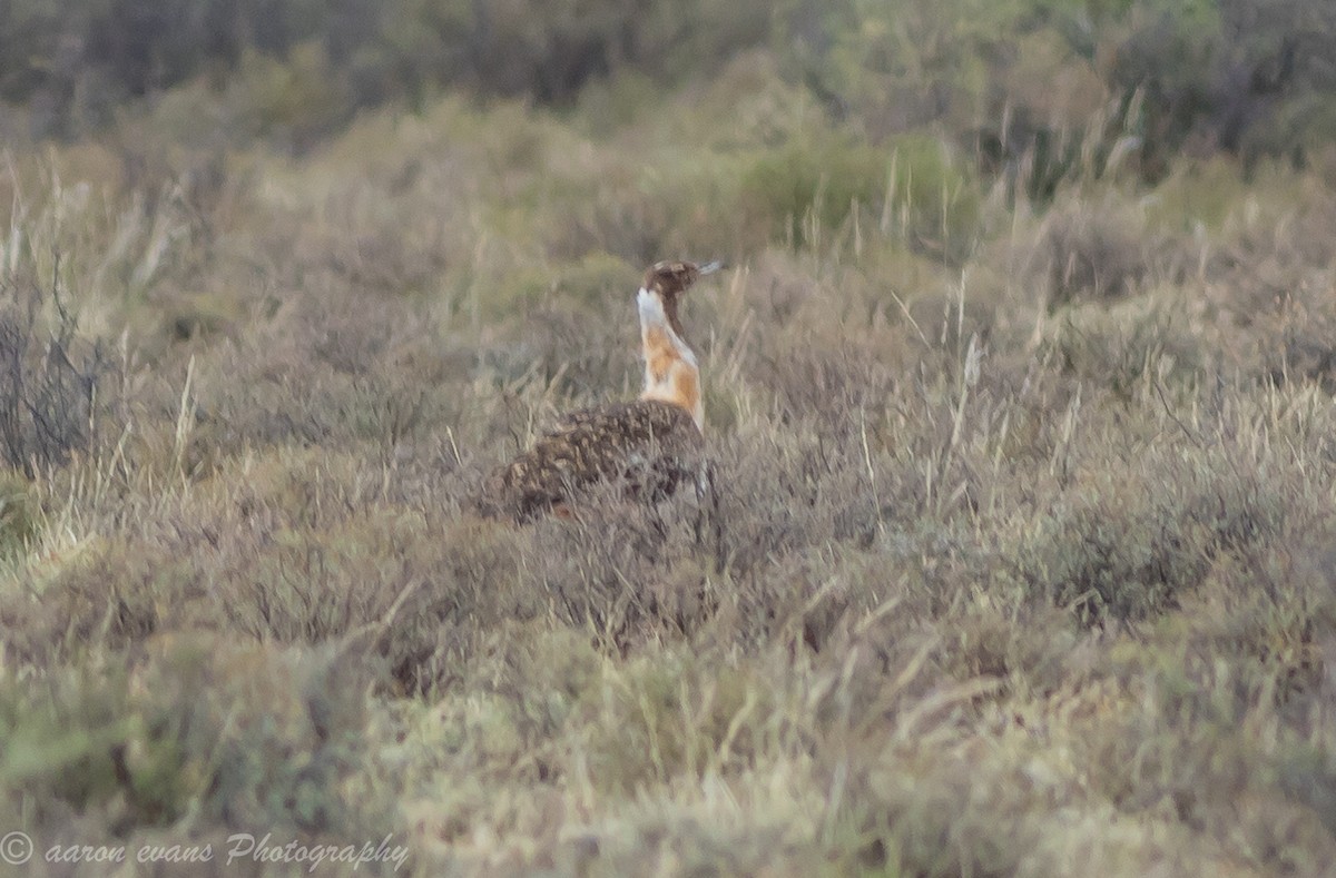 Ludwig's Bustard - ML620993560