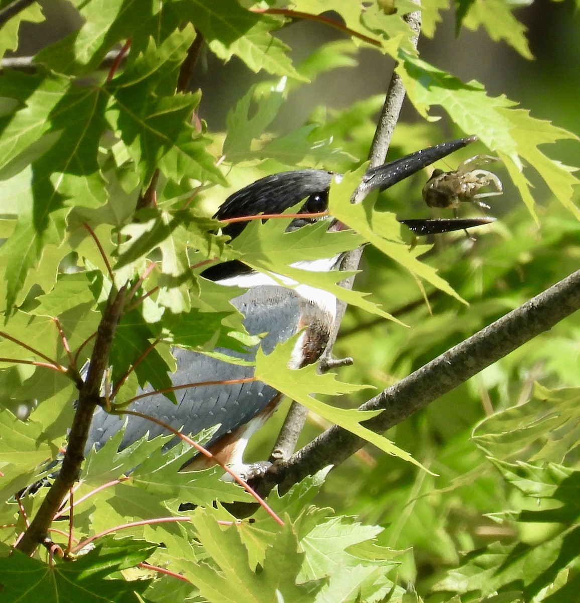 Belted Kingfisher - ML620993607