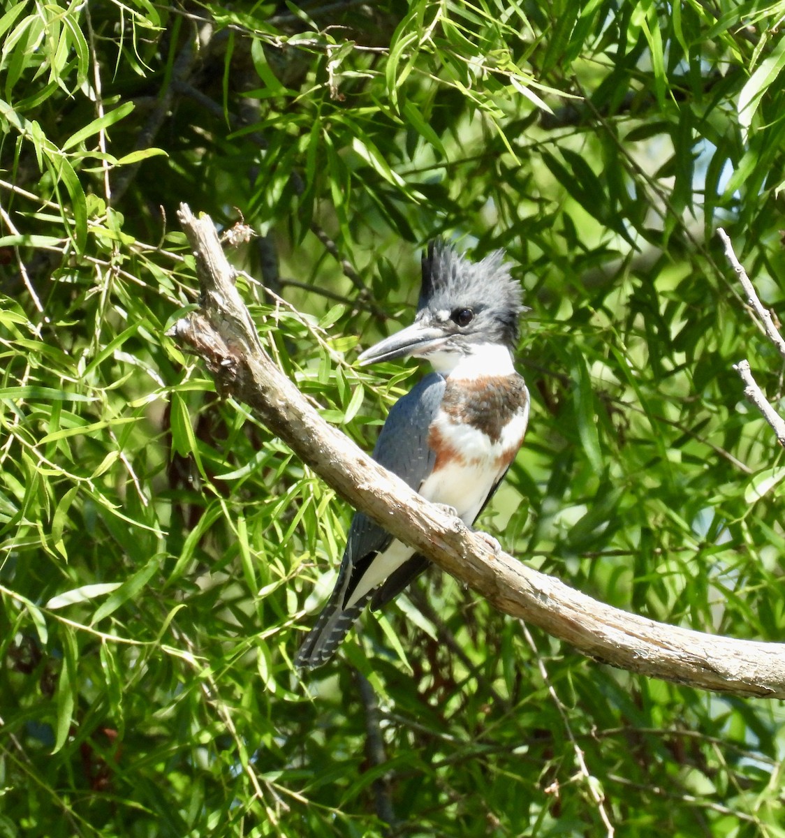 Belted Kingfisher - ML620993608