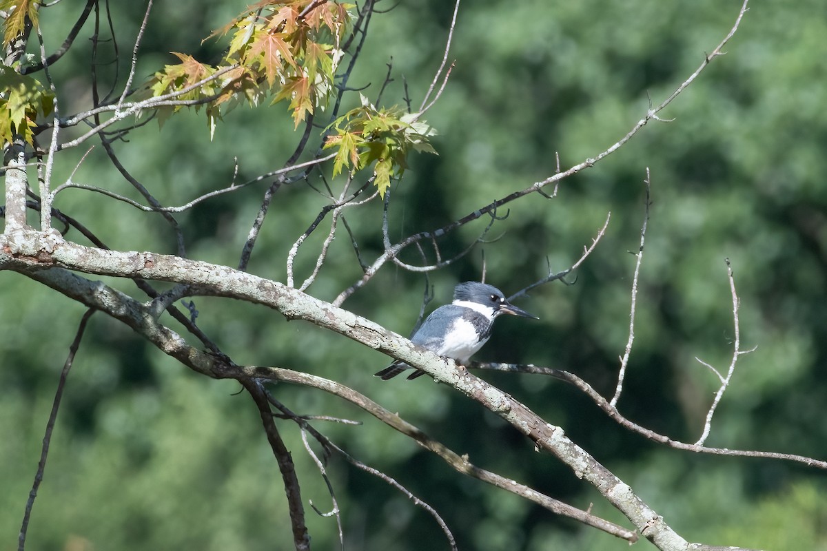 Belted Kingfisher - ML620993692