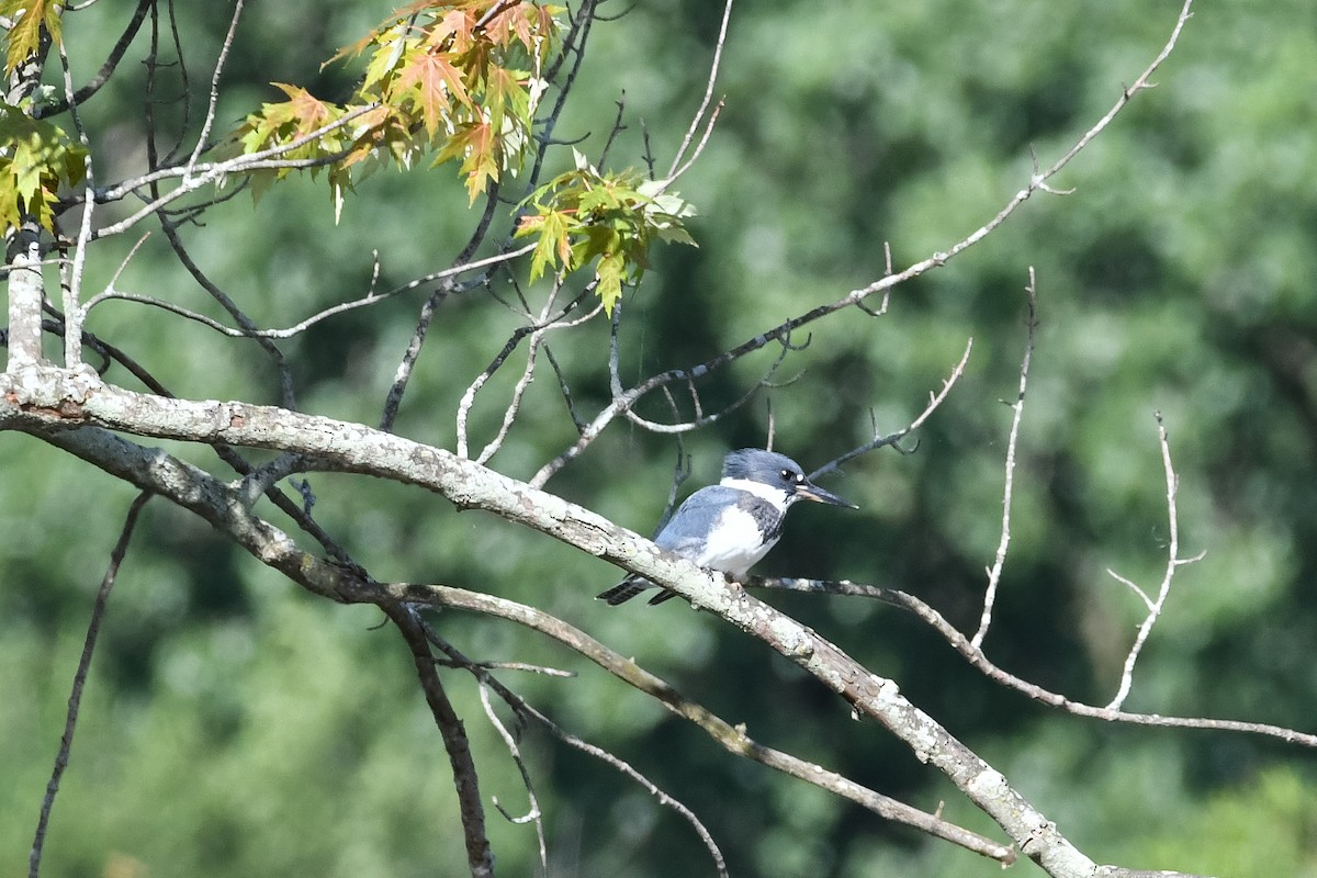 Belted Kingfisher - ML620993693