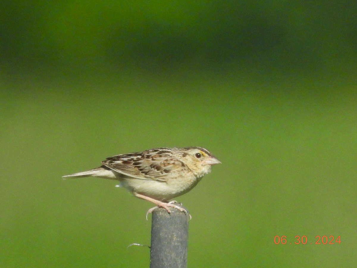 Grasshopper Sparrow - ML620993763