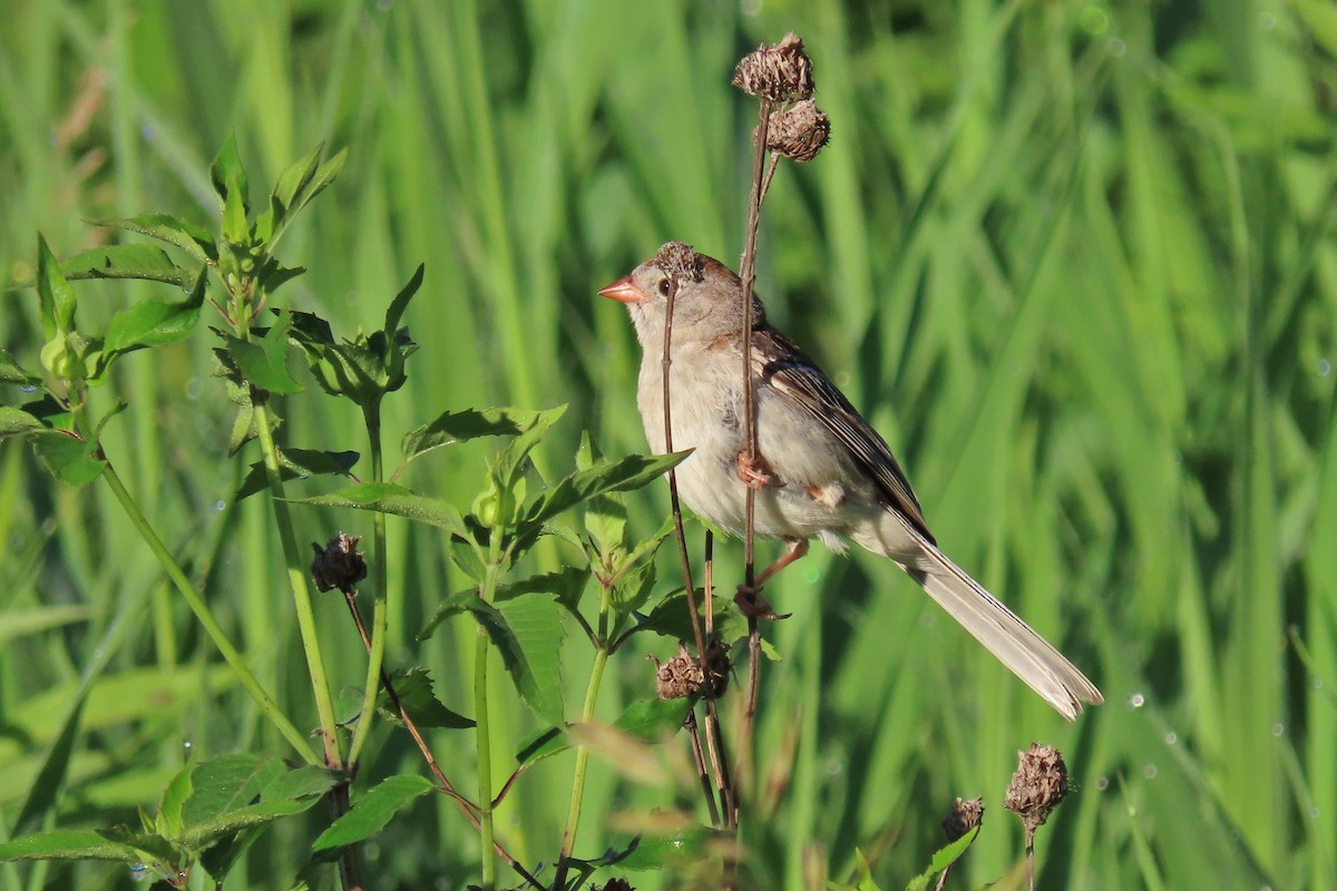 Field Sparrow - John Zakelj