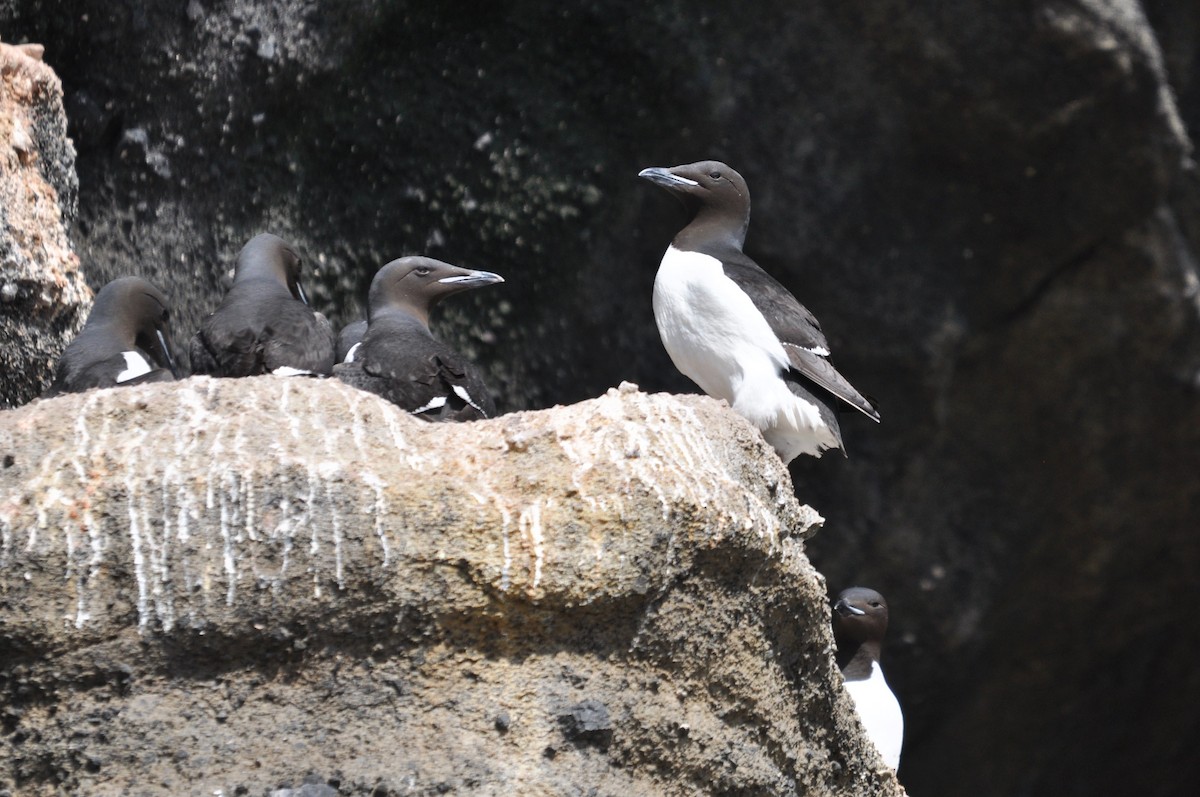 Thick-billed Murre - ML620993794