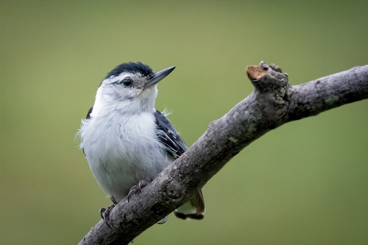 White-breasted Nuthatch - ML620993876
