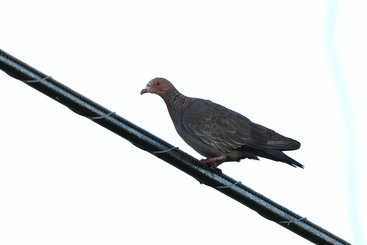 Picazuro Pigeon - ML620993885