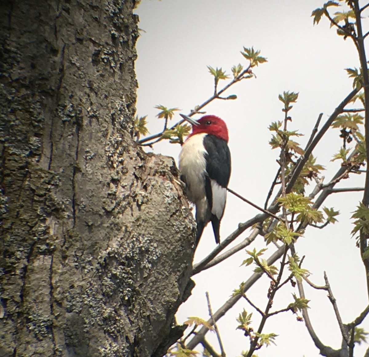 Red-headed Woodpecker - ML620993902
