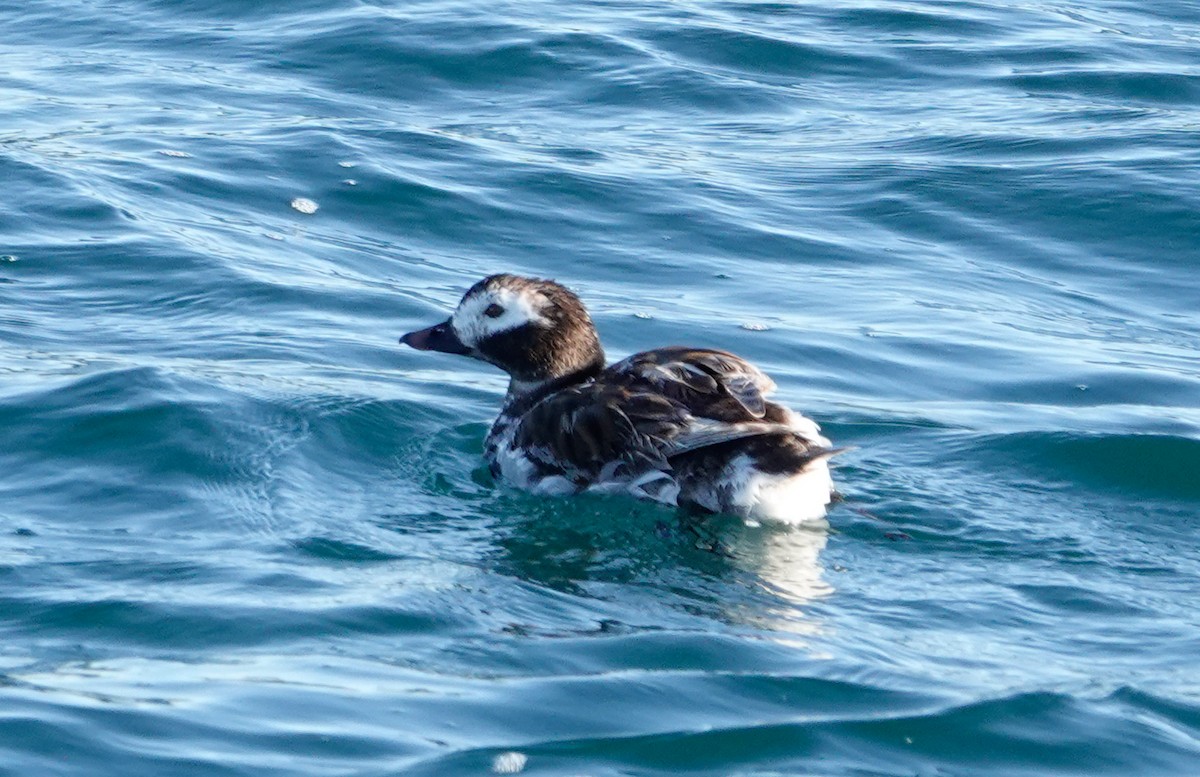 Long-tailed Duck - ML620993910