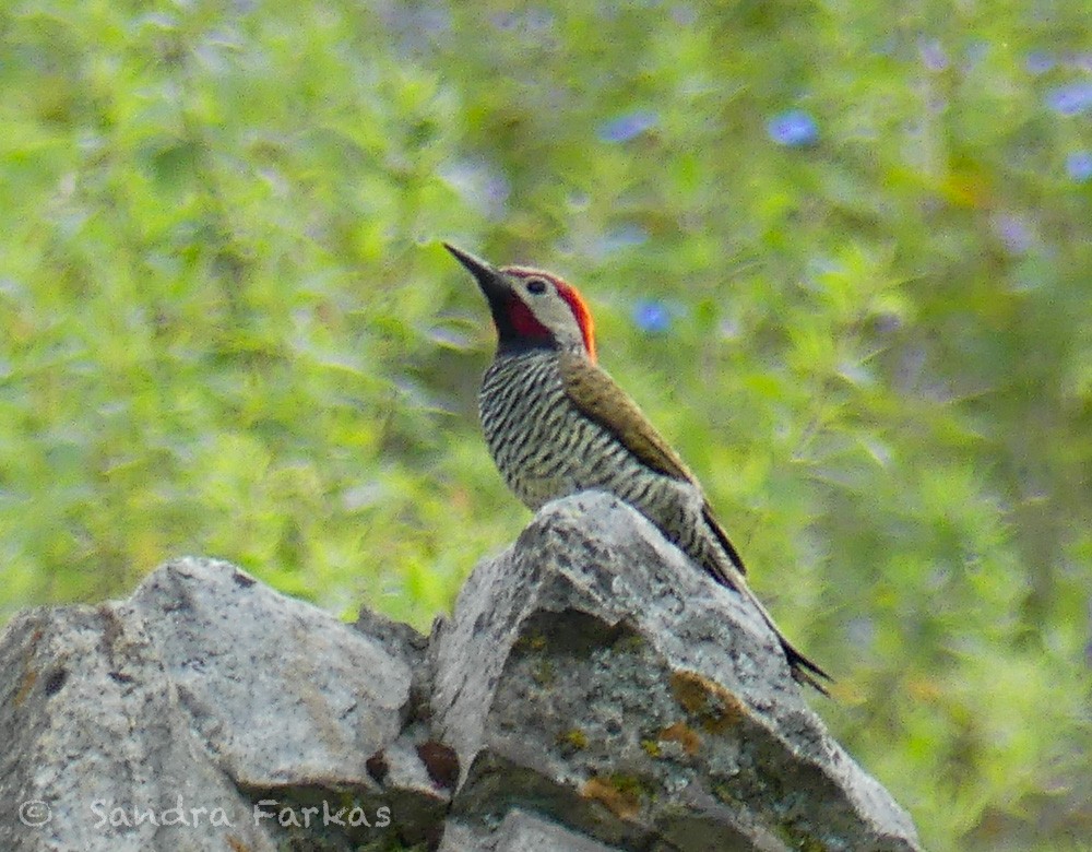 Black-necked Woodpecker - Sandra Farkas