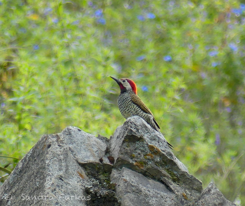 Black-necked Woodpecker - ML620993916