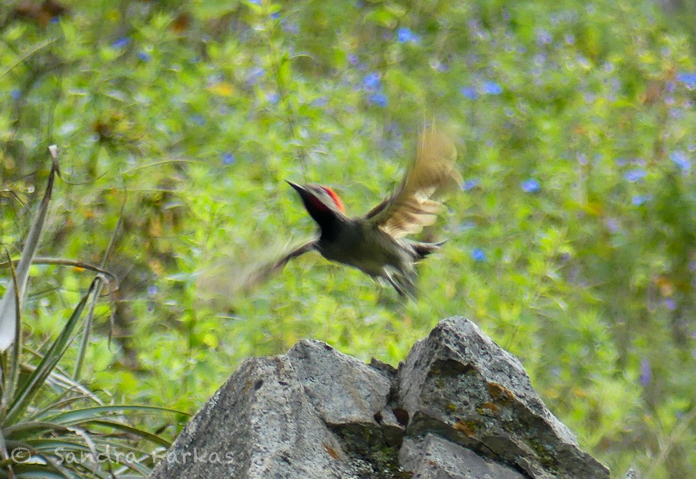 Black-necked Woodpecker - ML620993917