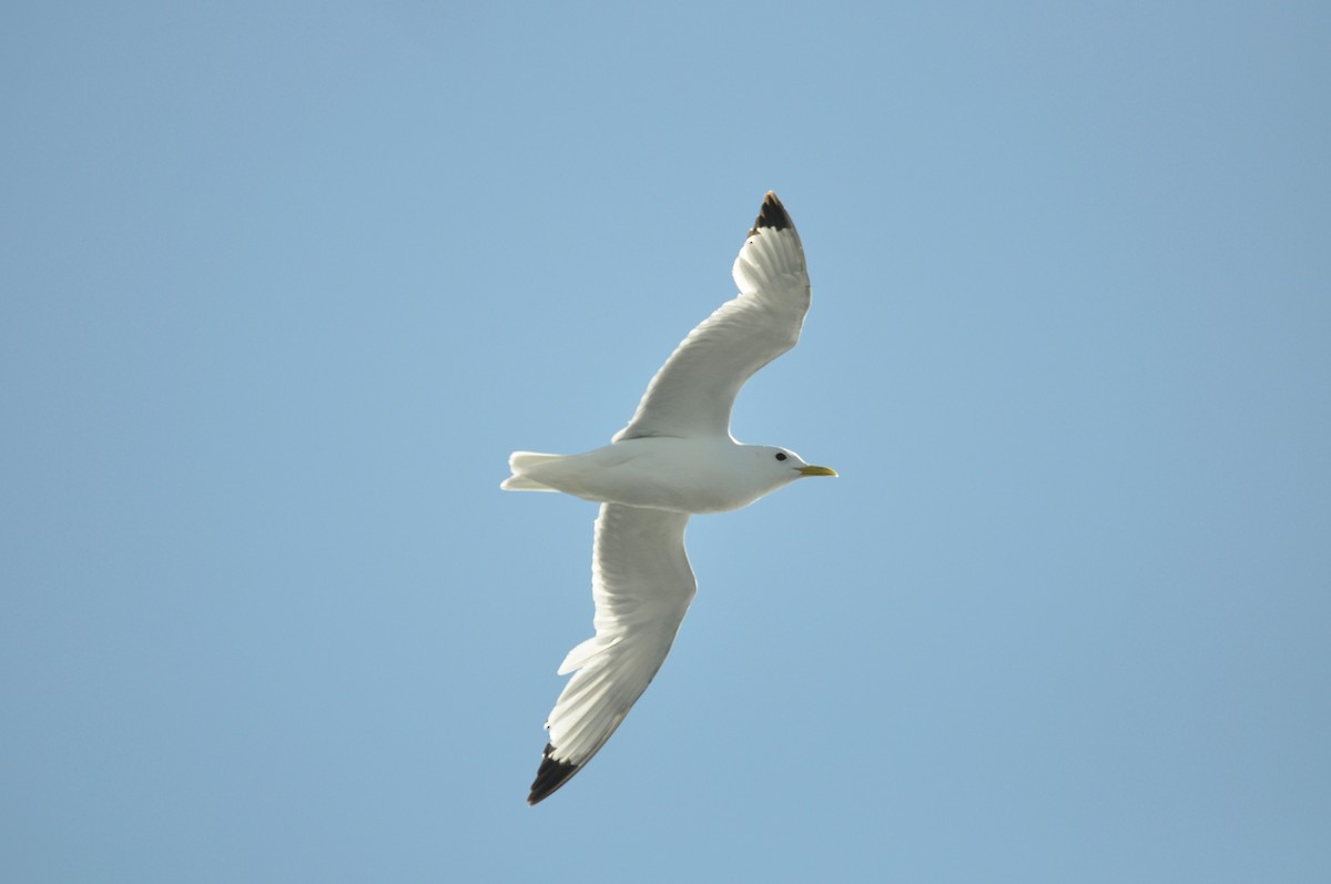 Mouette tridactyle - ML620993922