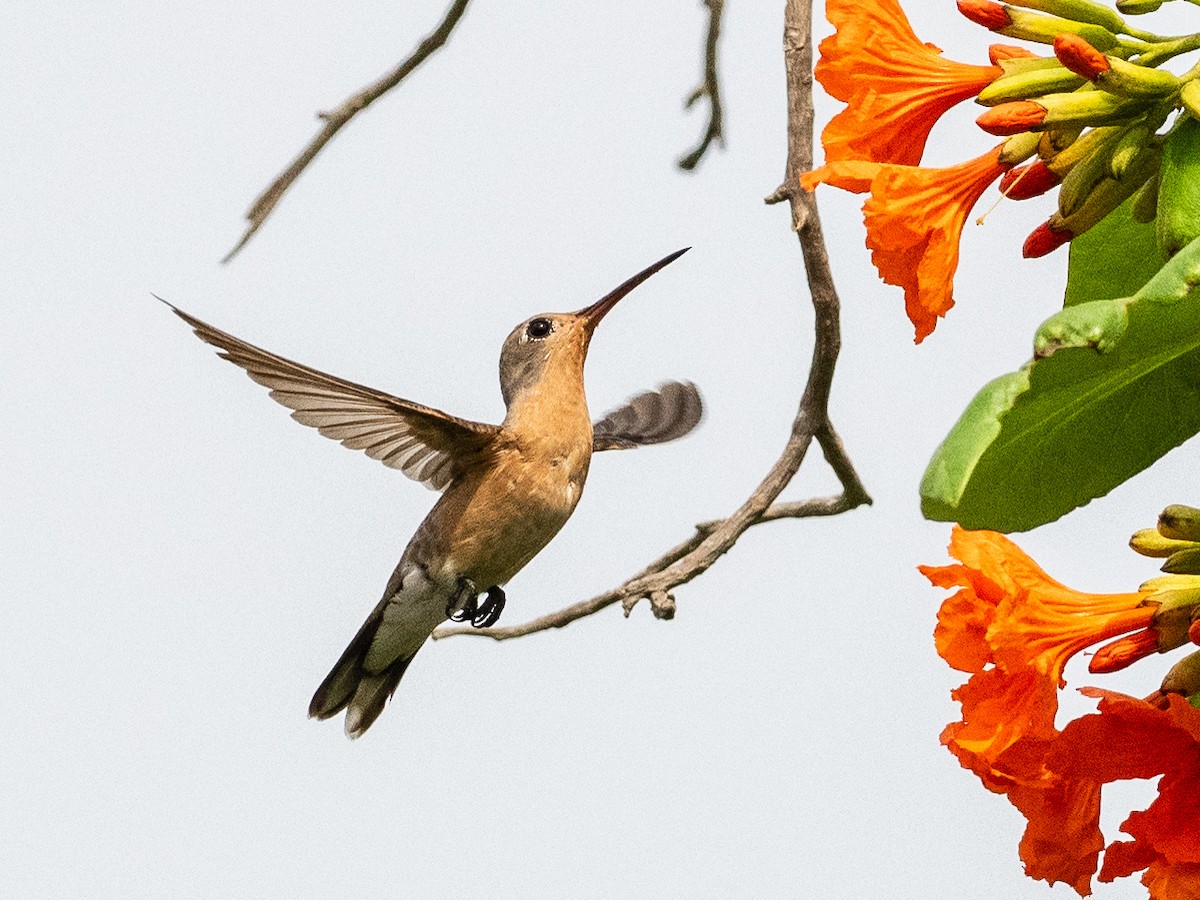 kolibřík rusoprsý - ML620993960