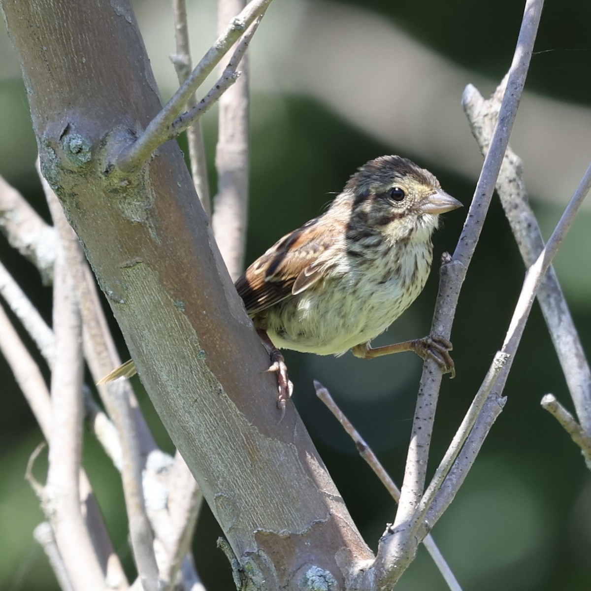Swamp Sparrow - ML620993967