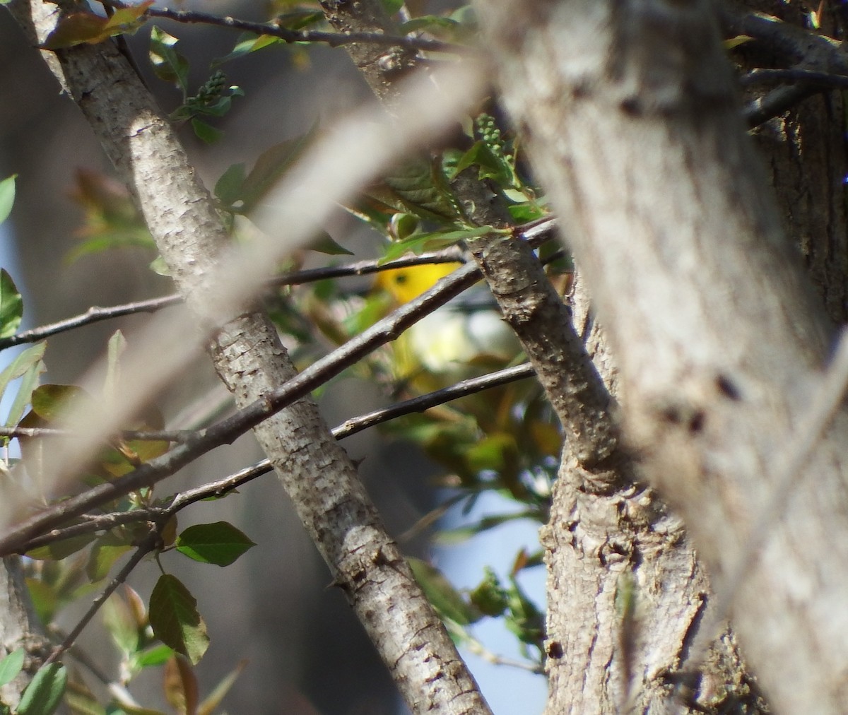 Prothonotary Warbler - ML620994014