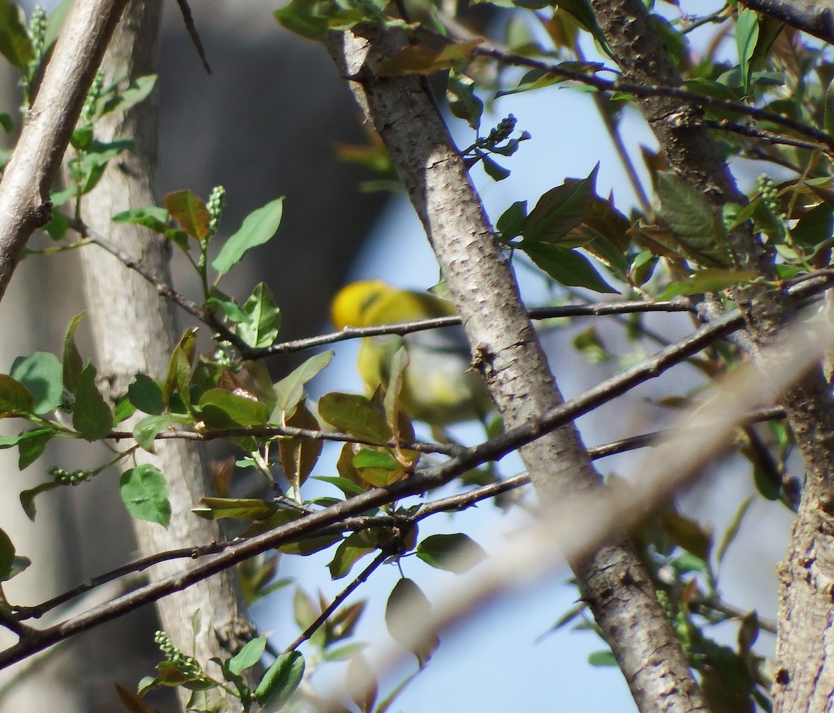 Prothonotary Warbler - ML620994015