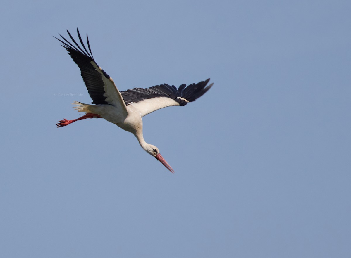 White Stork - ML620994018