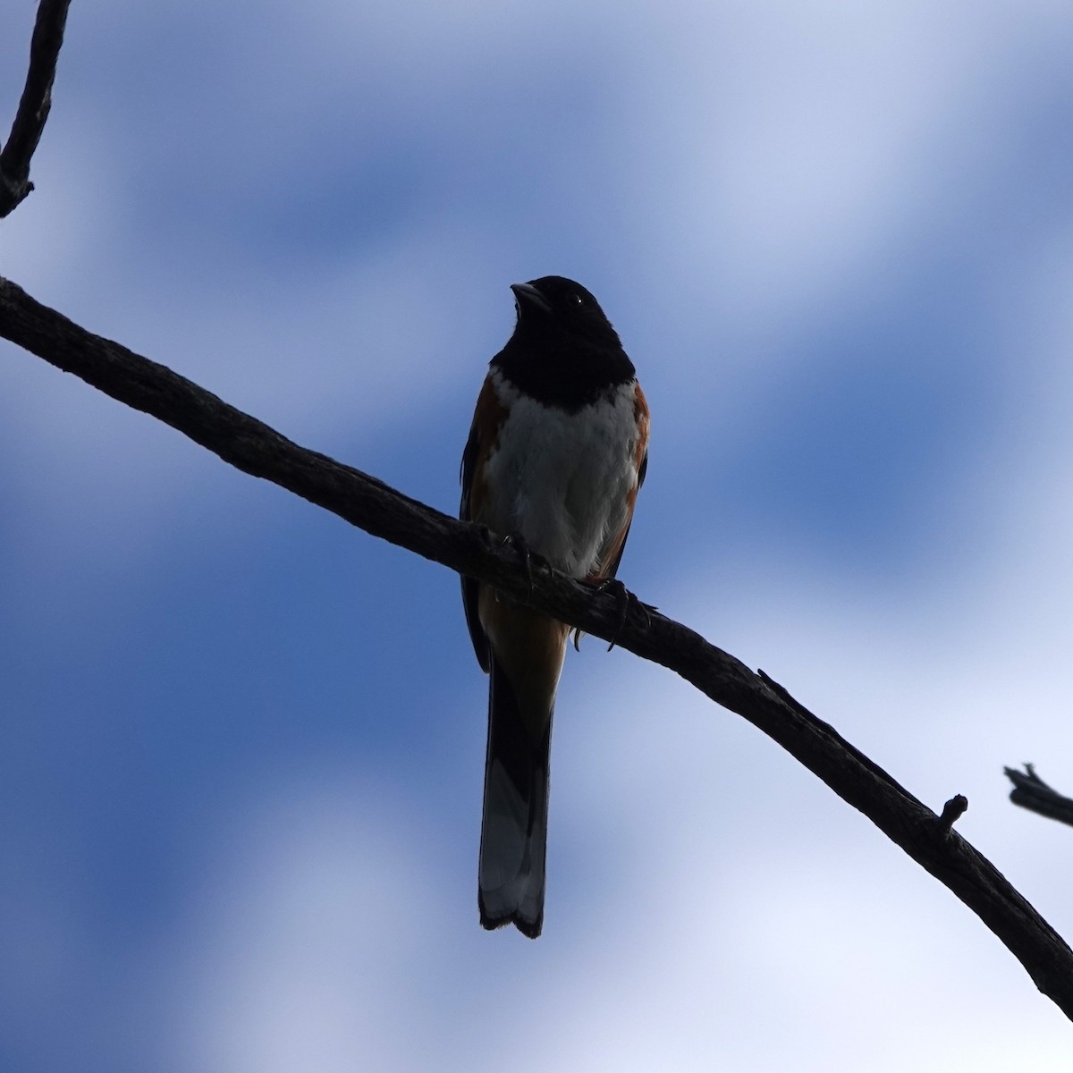 Spotted Towhee - ML620994059