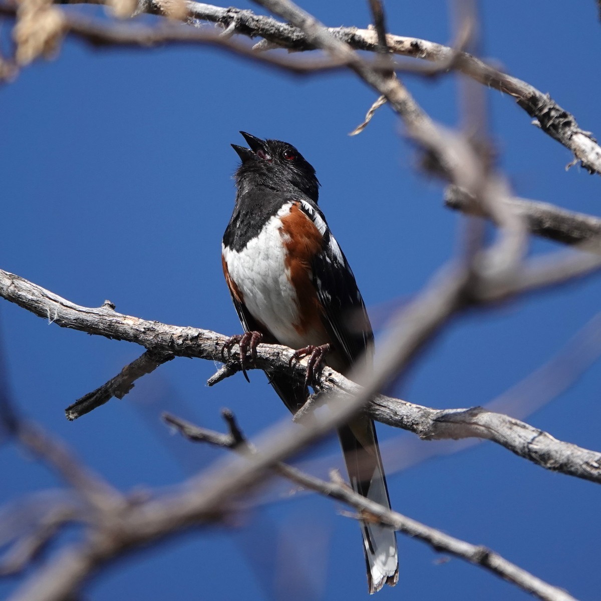 Spotted Towhee - ML620994060