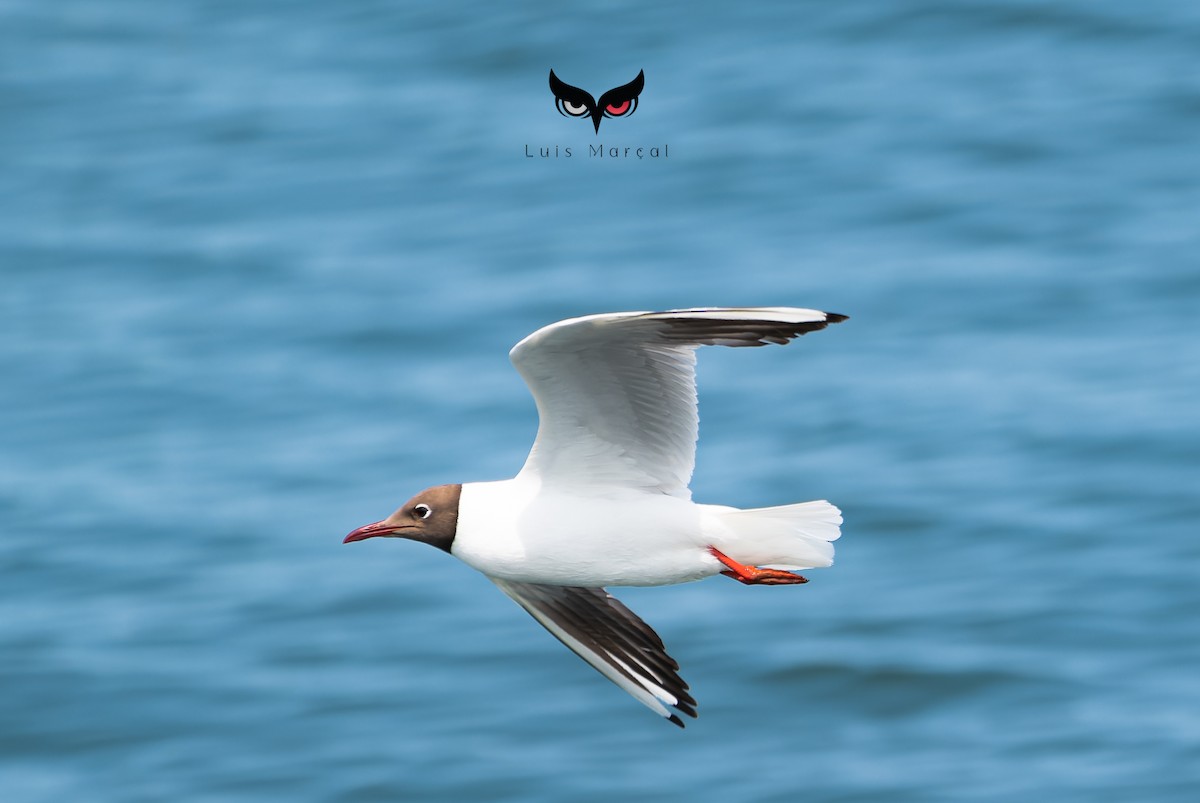 Mouette rieuse - ML620994062