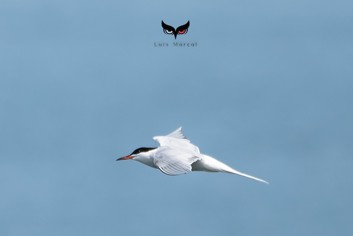 Common Tern - ML620994066