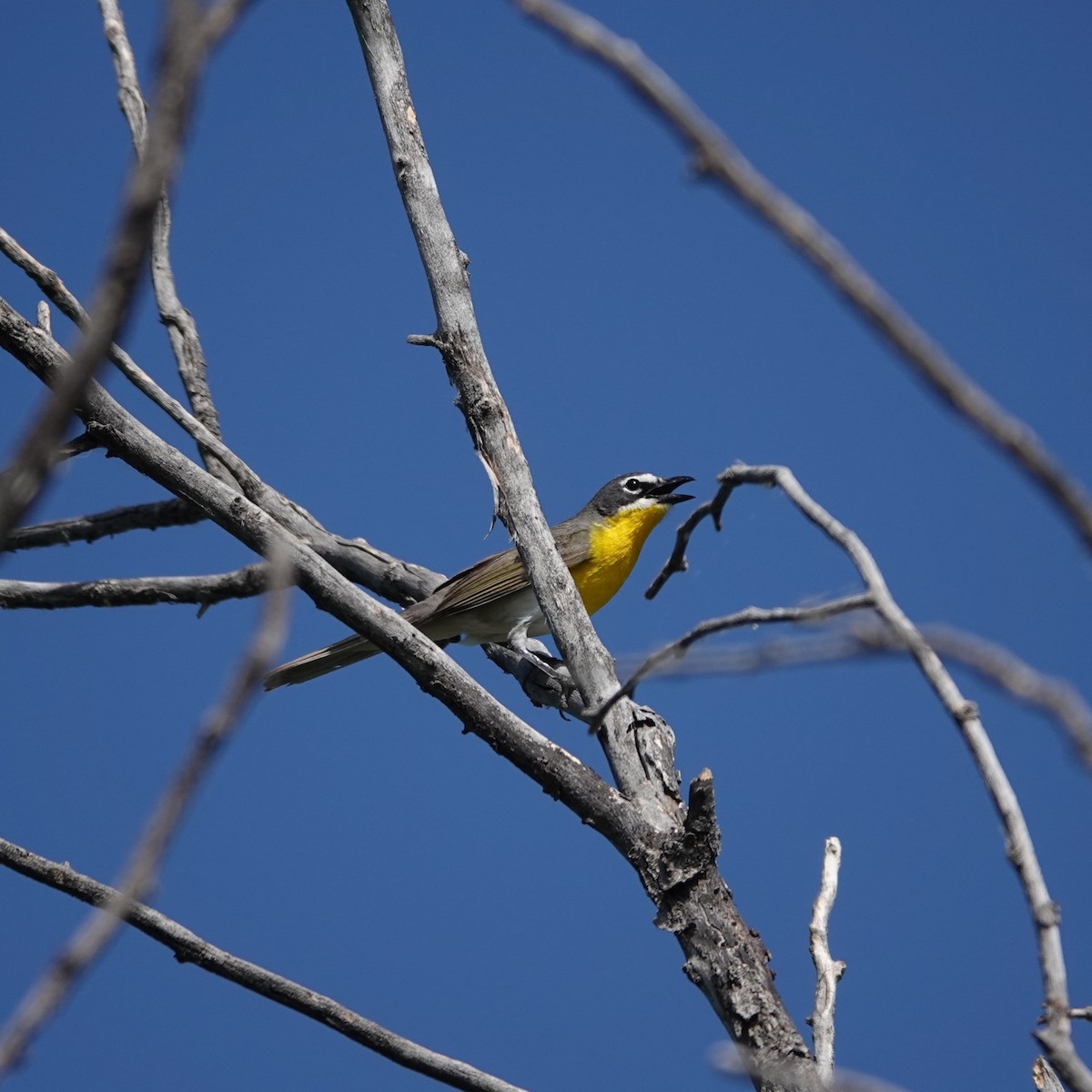 Yellow-breasted Chat - ML620994067