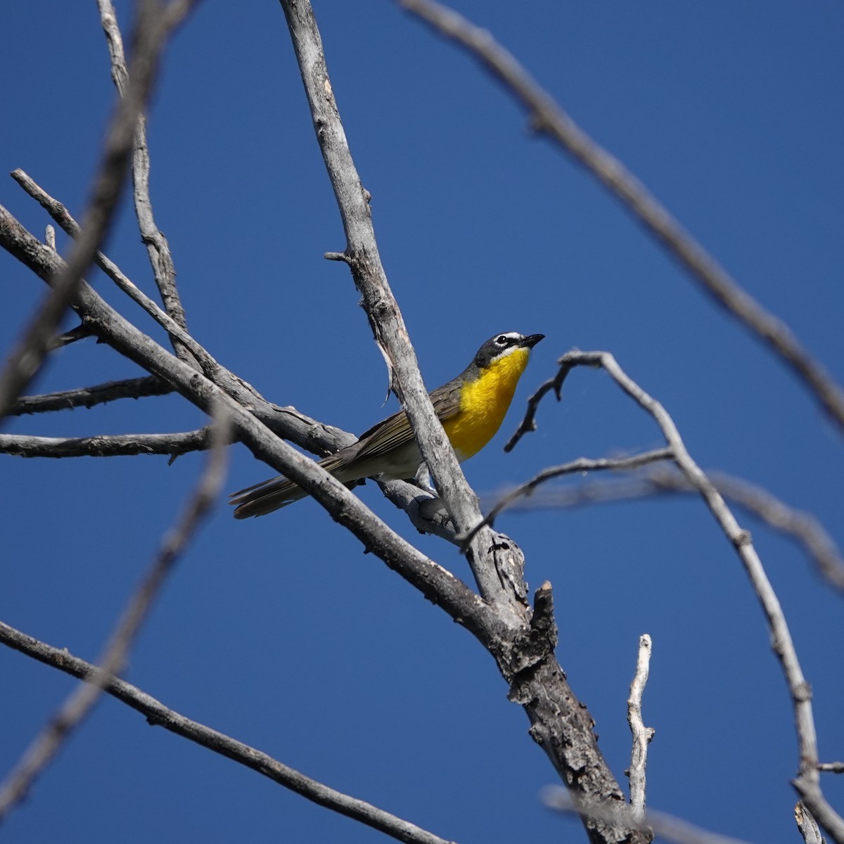 Yellow-breasted Chat - ML620994068