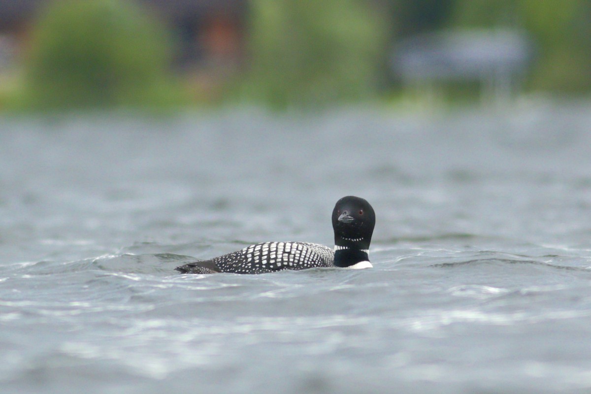 Common Loon - Colin Enge 🦉