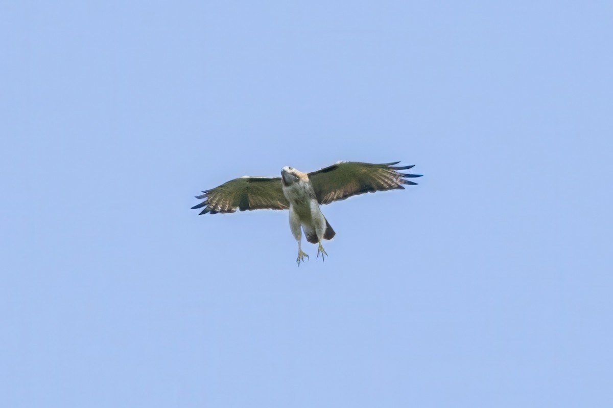 Red-tailed Hawk - ML620994103
