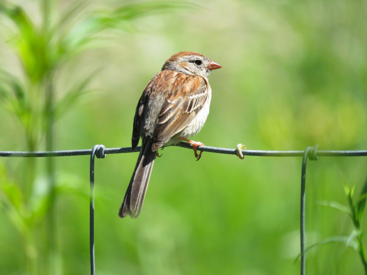 Field Sparrow - ML620994116