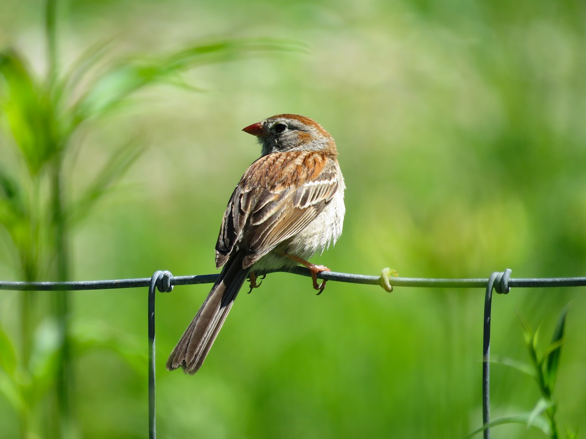 Field Sparrow - ML620994117