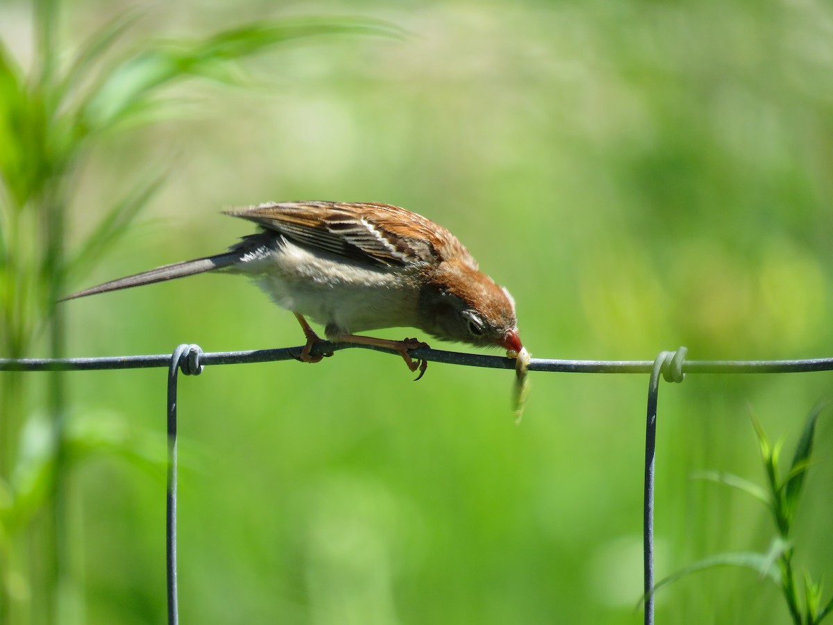 Field Sparrow - ML620994120