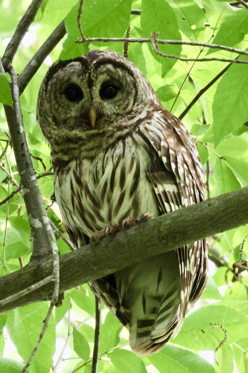 Barred Owl - ML620994151
