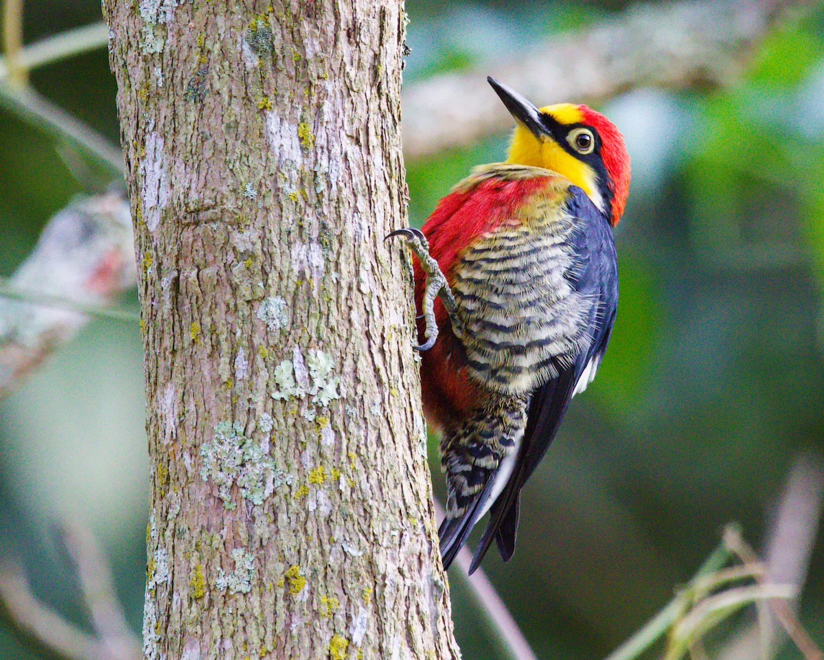 Yellow-fronted Woodpecker - Vantuil Neves