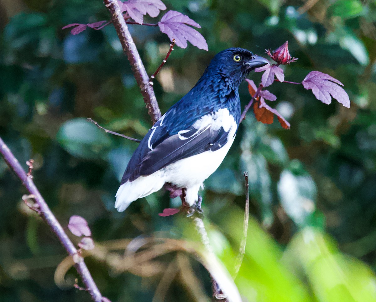 Magpie Tanager - ML620994222