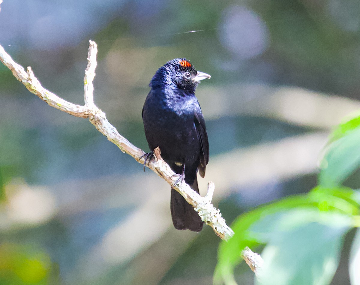 Ruby-crowned Tanager - ML620994227