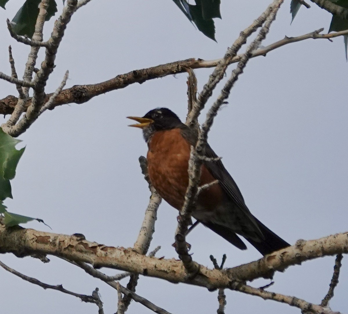 American Robin - ML620994247