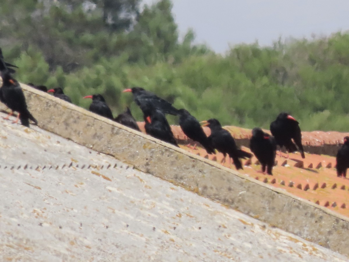 Red-billed Chough - ML620994273